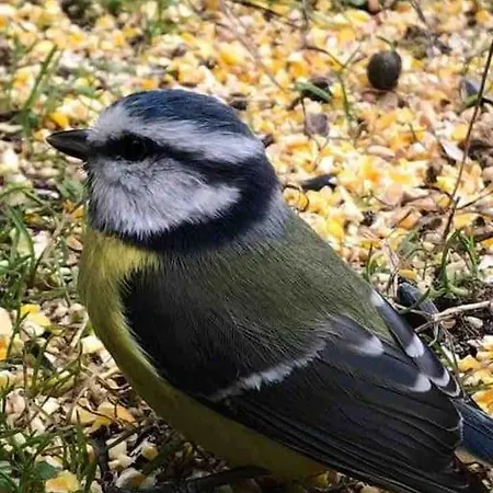 De La Mesange Rochesson