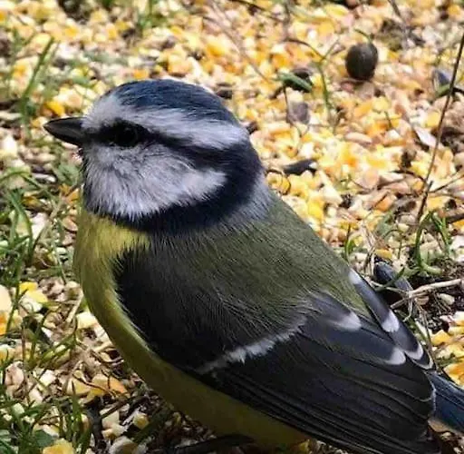 De La Mesange Rochesson